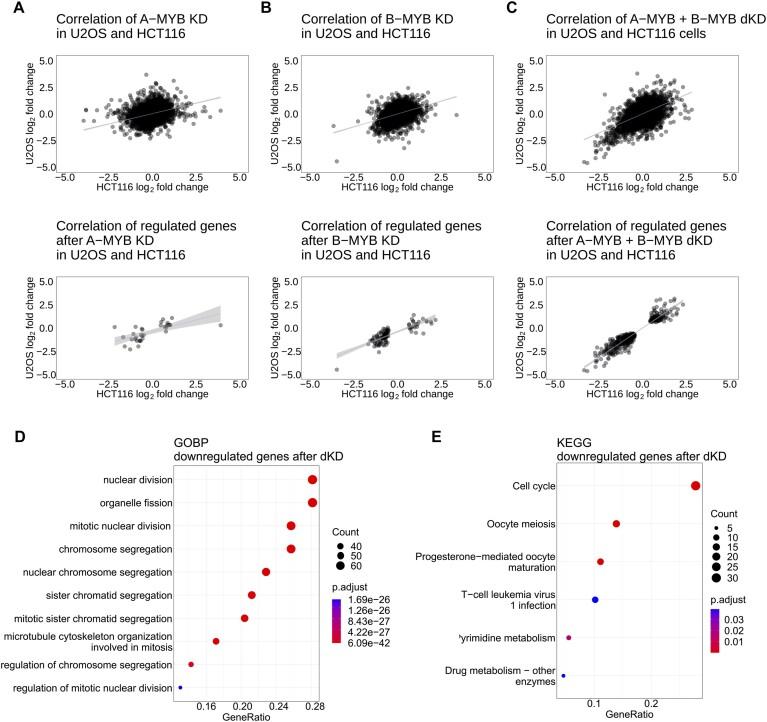 https://cdn.ncbi.nlm.nih.gov/pmc/blobs/ed7c/11229319/61ed58fbf976/gkae370fig4.jpg