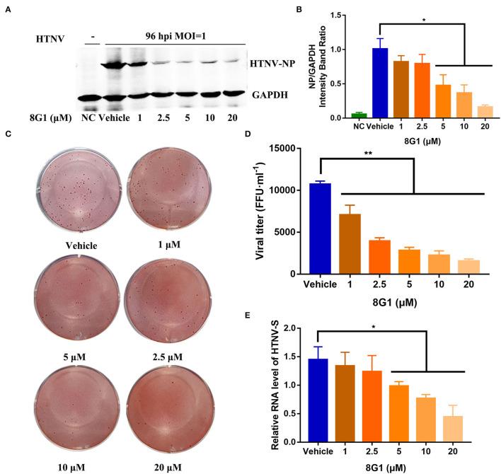 https://cdn.ncbi.nlm.nih.gov/pmc/blobs/ed7c/9279581/0d9cf7dde767/fmicb-13-880258-g0004.jpg