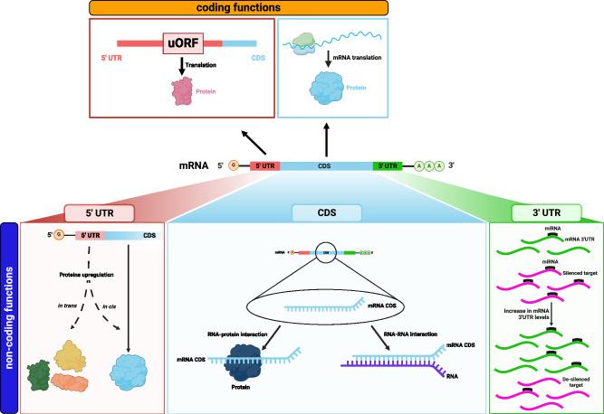 https://cdn.ncbi.nlm.nih.gov/pmc/blobs/ed7f/11369213/9ad24829c912/41422_2024_975_Fig2_HTML.jpg