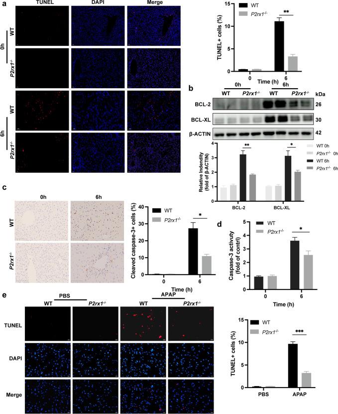 https://cdn.ncbi.nlm.nih.gov/pmc/blobs/ed81/10693536/7bfcb9290964/10565_2023_9800_Fig2_HTML.jpg