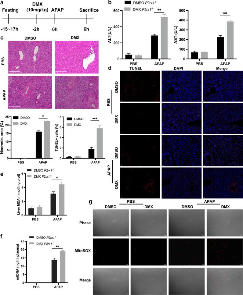 https://cdn.ncbi.nlm.nih.gov/pmc/blobs/ed81/10693536/b5795c09d16d/10565_2023_9800_Fig5_HTML.jpg