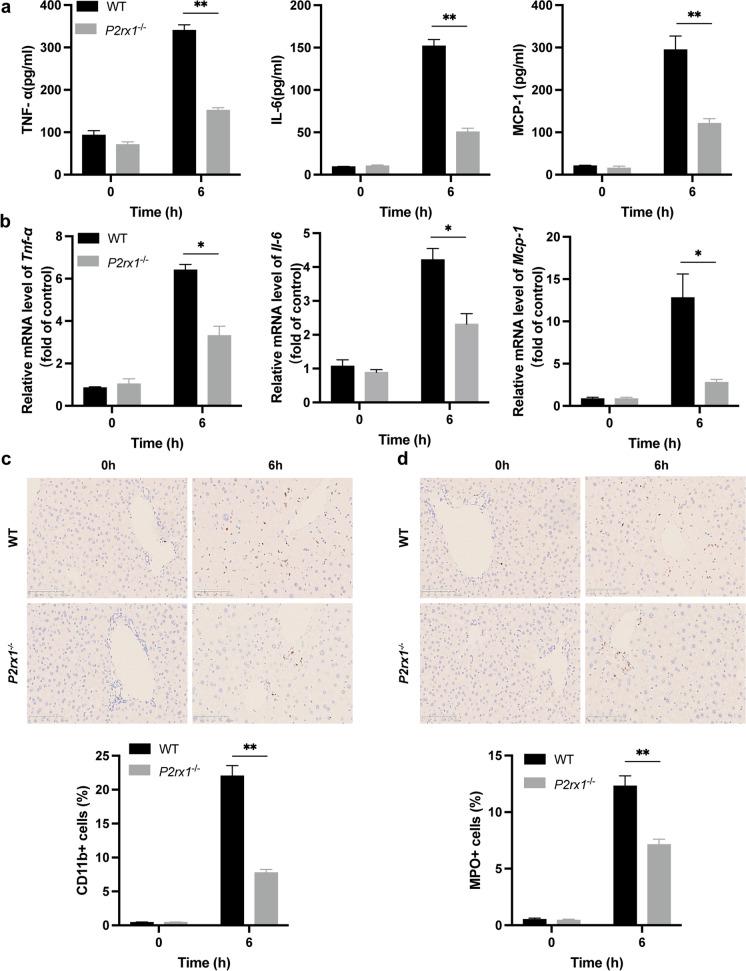 https://cdn.ncbi.nlm.nih.gov/pmc/blobs/ed81/10693536/bdb564cf17f4/10565_2023_9800_Fig3_HTML.jpg