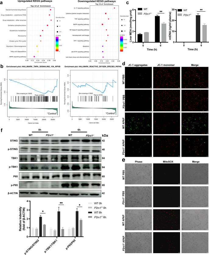 https://cdn.ncbi.nlm.nih.gov/pmc/blobs/ed81/10693536/c3066e78c455/10565_2023_9800_Fig4_HTML.jpg
