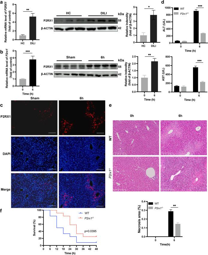 https://cdn.ncbi.nlm.nih.gov/pmc/blobs/ed81/10693536/e498006409dd/10565_2023_9800_Fig1_HTML.jpg