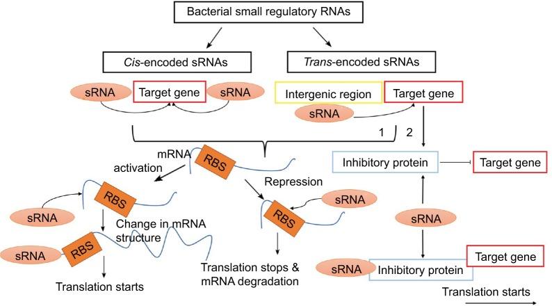 https://cdn.ncbi.nlm.nih.gov/pmc/blobs/ed84/5736357/3249ee0aaf6d/idr-10-521Fig3.jpg