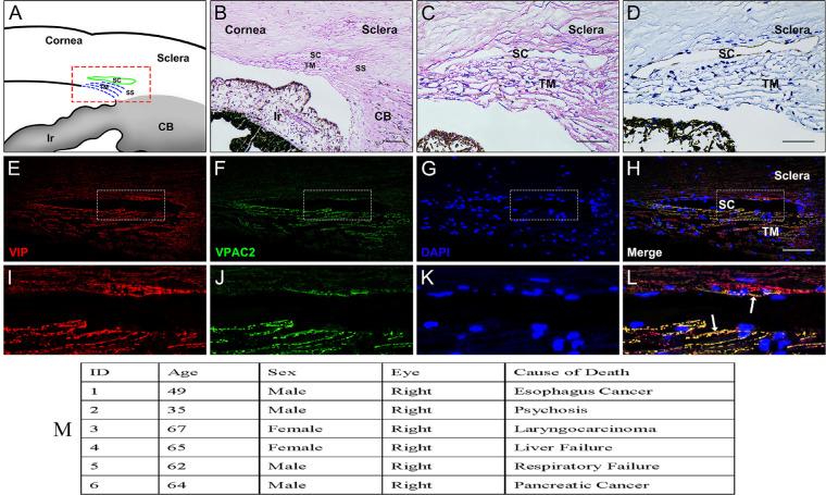 https://cdn.ncbi.nlm.nih.gov/pmc/blobs/ed85/7415318/5afd330530e0/iovs-61-6-45-f001.jpg