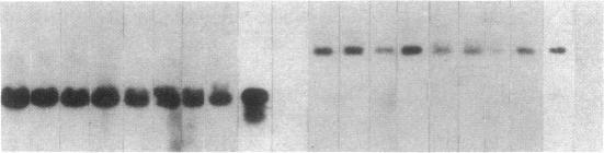 https://cdn.ncbi.nlm.nih.gov/pmc/blobs/ed86/288387/22165a8994c8/jcinvest00043-0026-c.jpg