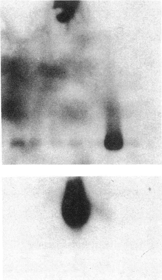 https://cdn.ncbi.nlm.nih.gov/pmc/blobs/ed86/288387/c1df105bb96a/jcinvest00043-0027-a.jpg