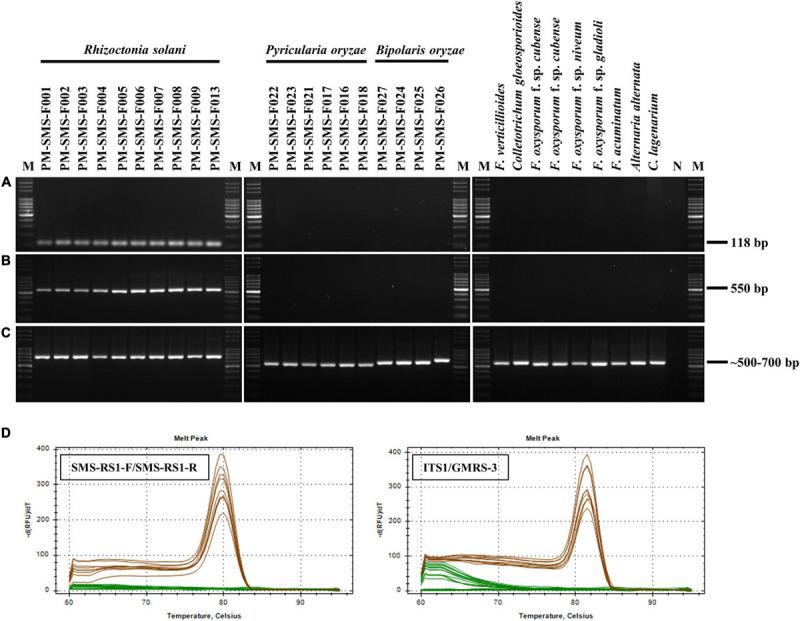 https://cdn.ncbi.nlm.nih.gov/pmc/blobs/ed87/7829186/072dbb1b7ef8/fpls-11-552916-g001.jpg