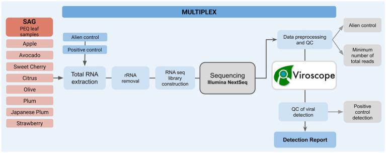 https://cdn.ncbi.nlm.nih.gov/pmc/blobs/ed91/12267180/4d5abaf05327/fmicb-16-1609663-g001.jpg