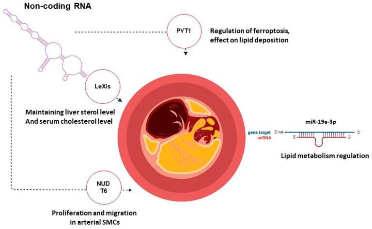 https://cdn.ncbi.nlm.nih.gov/pmc/blobs/ed93/12295045/79e4327ccdaa/ijms-26-06950-g004.jpg