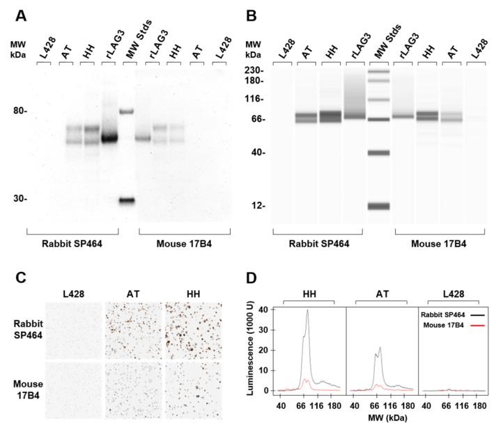 https://cdn.ncbi.nlm.nih.gov/pmc/blobs/ed93/9589981/221b6dc81dc8/antibodies-11-00060-g001.jpg