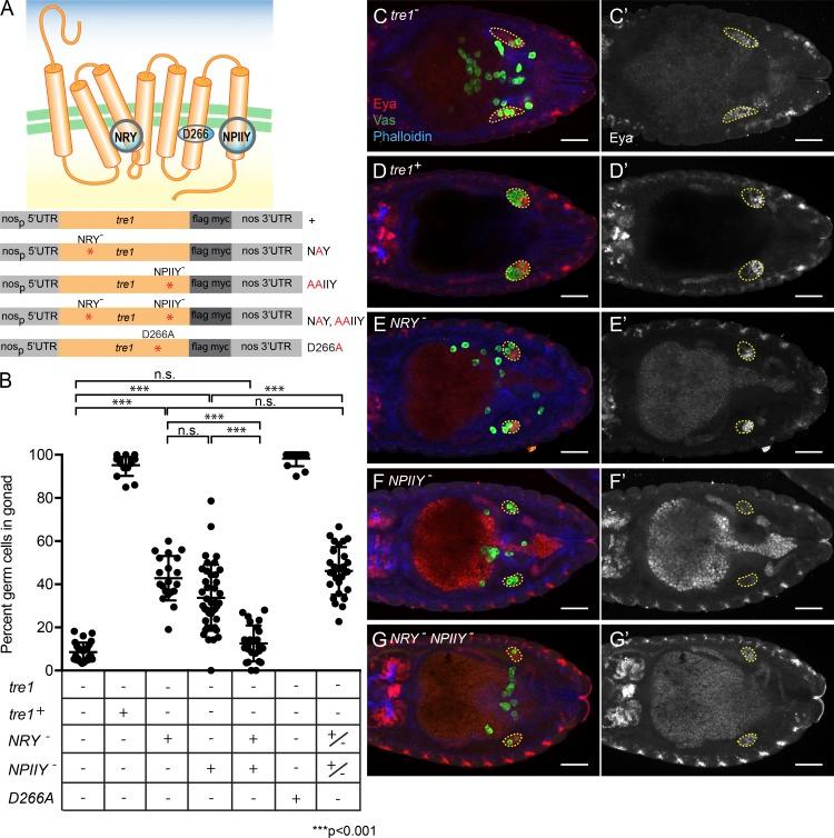https://cdn.ncbi.nlm.nih.gov/pmc/blobs/ed95/5584160/0673039dc8fa/JCB_201612053_Fig1.jpg