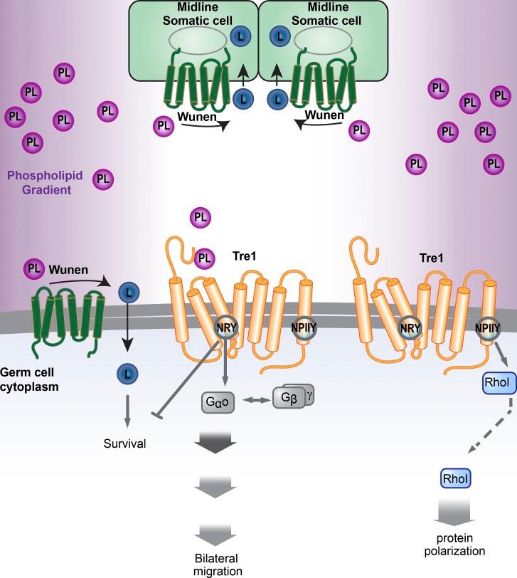 https://cdn.ncbi.nlm.nih.gov/pmc/blobs/ed95/5584160/7168acdb4f39/JCB_201612053_Fig7.jpg