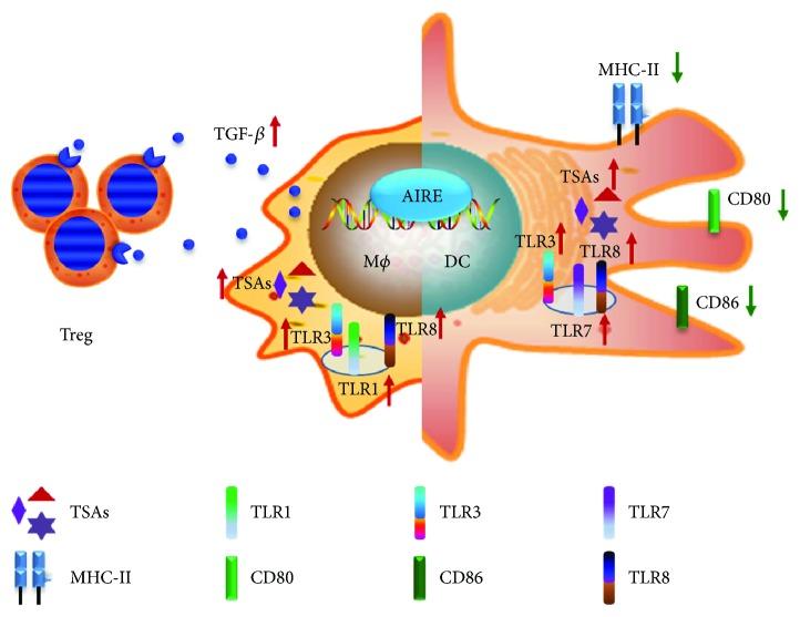 https://cdn.ncbi.nlm.nih.gov/pmc/blobs/ed98/6142728/1d40dc89f90c/JIR2018-3930750.001.jpg