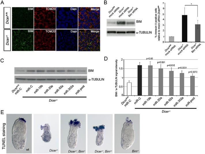 https://cdn.ncbi.nlm.nih.gov/pmc/blobs/ed99/4197944/8b68a51e8c76/1873fig4.jpg