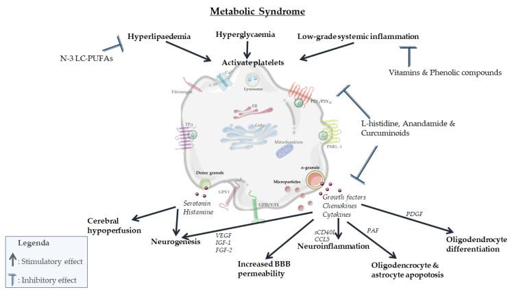 https://cdn.ncbi.nlm.nih.gov/pmc/blobs/ed9e/8533544/3ff188284051/biomolecules-11-01455-g004.jpg