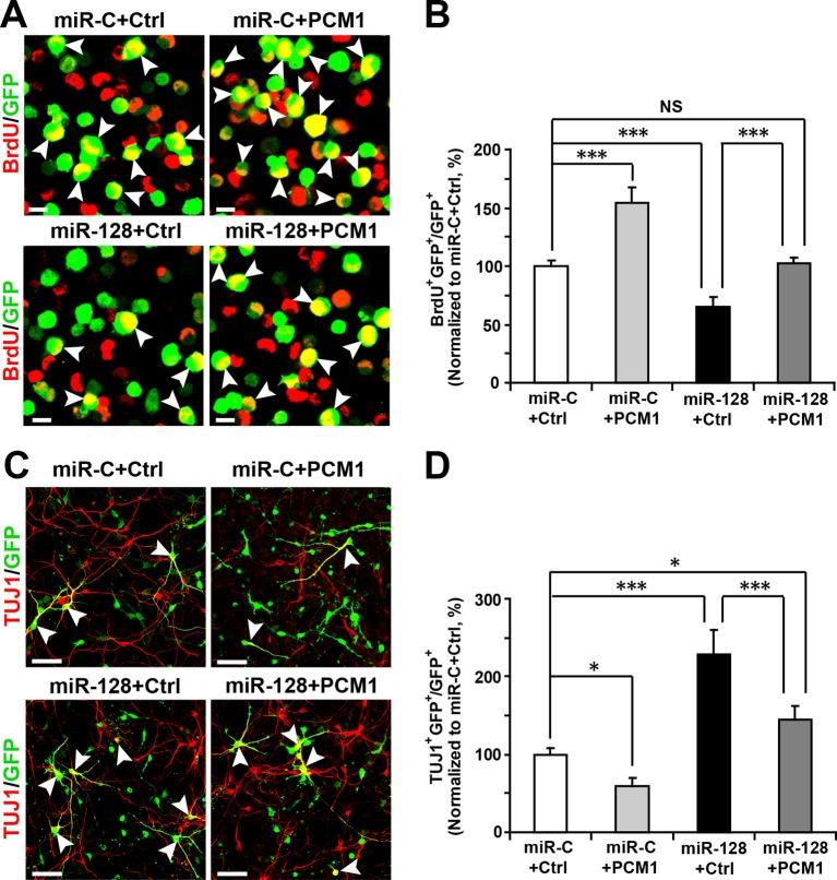 https://cdn.ncbi.nlm.nih.gov/pmc/blobs/ed9f/4769165/0fd39616f769/elife-11324-fig6.jpg