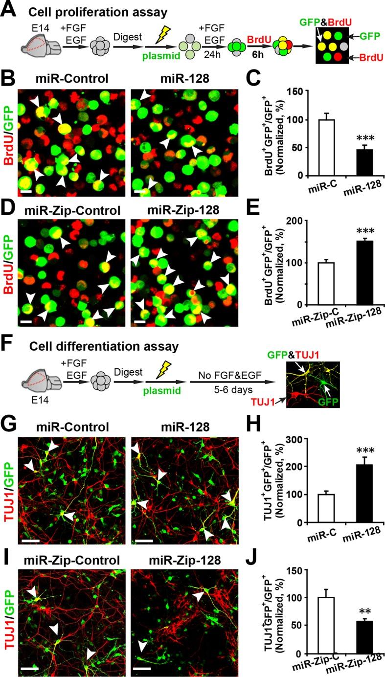 https://cdn.ncbi.nlm.nih.gov/pmc/blobs/ed9f/4769165/6fd534be3c7b/elife-11324-fig2.jpg