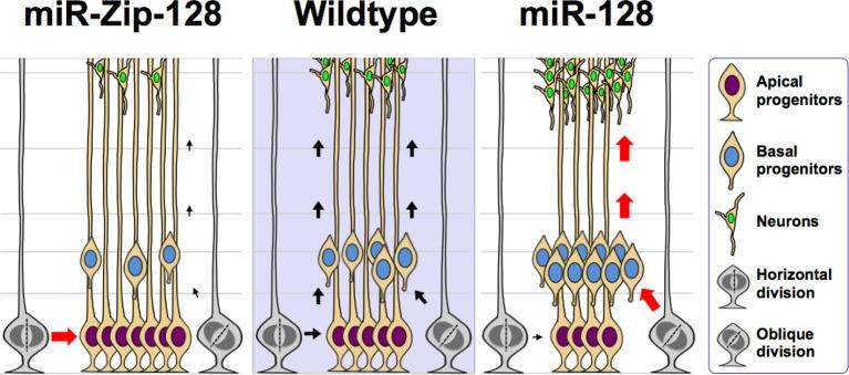 https://cdn.ncbi.nlm.nih.gov/pmc/blobs/ed9f/4769165/8e9d20c1af9f/elife-11324-fig3-figsupp3.jpg