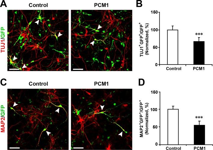 https://cdn.ncbi.nlm.nih.gov/pmc/blobs/ed9f/4769165/cb9ee5412f57/elife-11324-fig5-figsupp5.jpg