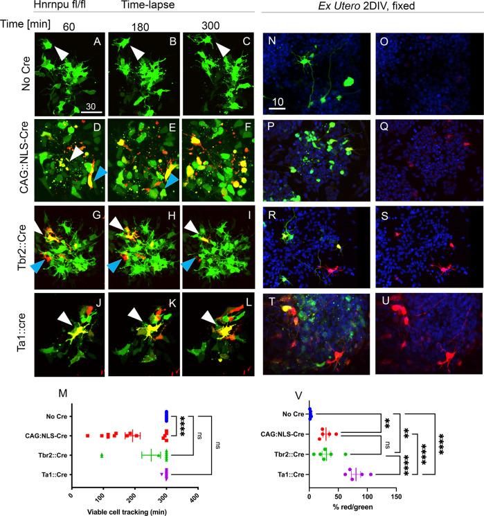 https://cdn.ncbi.nlm.nih.gov/pmc/blobs/eda0/9304408/0e4ec6df6ef6/41467_2022_31752_Fig2_HTML.jpg