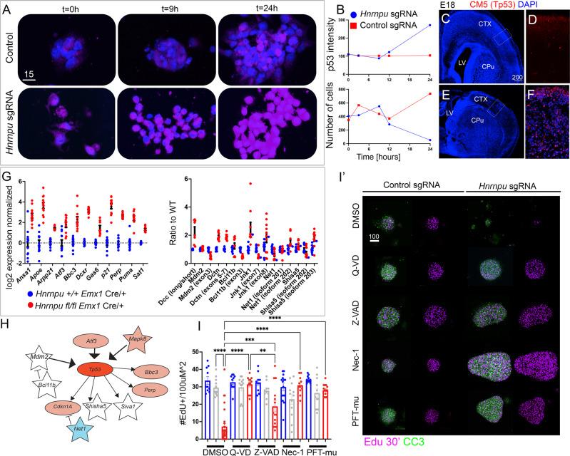 https://cdn.ncbi.nlm.nih.gov/pmc/blobs/eda0/9304408/1218ce36675d/41467_2022_31752_Fig4_HTML.jpg