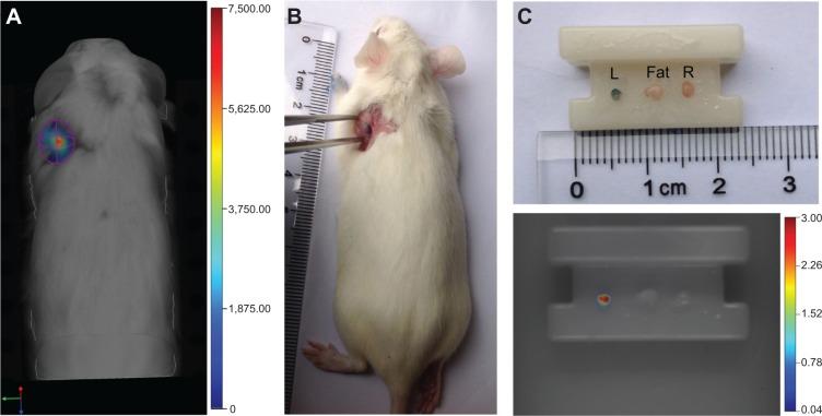 https://cdn.ncbi.nlm.nih.gov/pmc/blobs/eda3/4260688/2d65189d3e39/ijn-9-5667Fig6.jpg