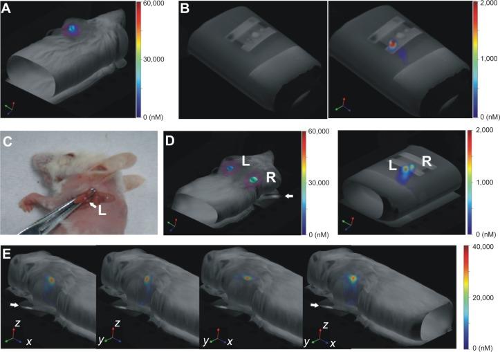https://cdn.ncbi.nlm.nih.gov/pmc/blobs/eda3/4260688/31b94a310e34/ijn-9-5667Fig5.jpg