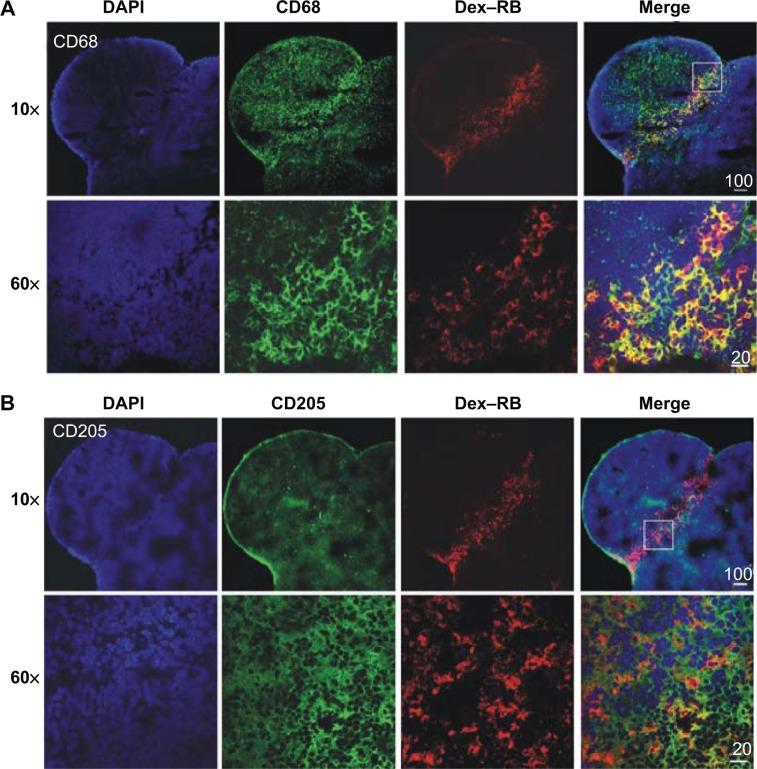https://cdn.ncbi.nlm.nih.gov/pmc/blobs/eda3/4260688/631b9bfe5f51/ijn-9-5667Fig8.jpg