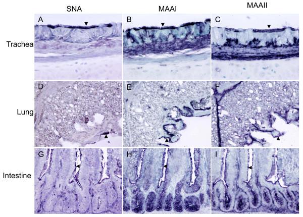 https://cdn.ncbi.nlm.nih.gov/pmc/blobs/eda4/3177912/22d3e4c970ea/1743-422X-8-434-3.jpg