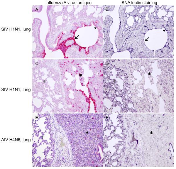 https://cdn.ncbi.nlm.nih.gov/pmc/blobs/eda4/3177912/6fb2b532ac35/1743-422X-8-434-9.jpg