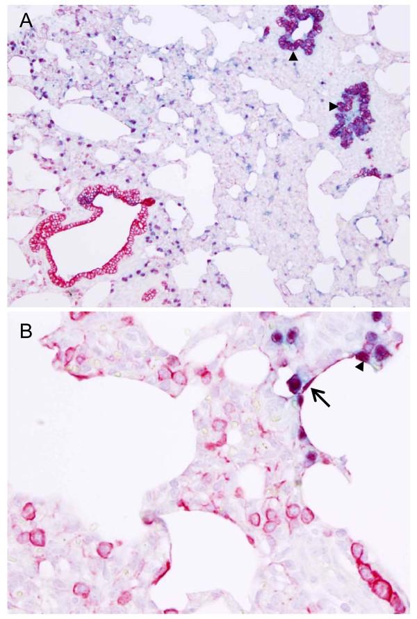 https://cdn.ncbi.nlm.nih.gov/pmc/blobs/eda4/3177912/a67bbe1606d5/1743-422X-8-434-7.jpg