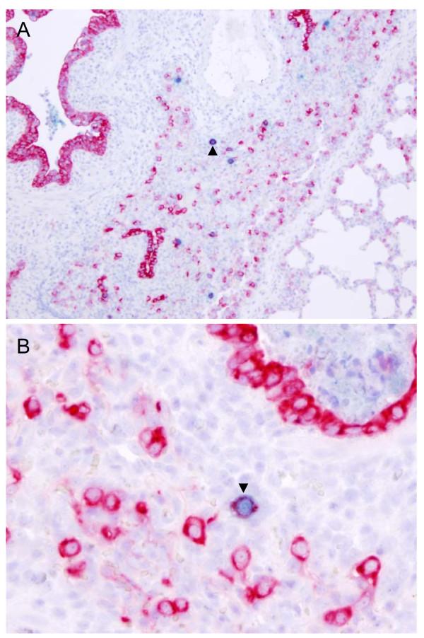 https://cdn.ncbi.nlm.nih.gov/pmc/blobs/eda4/3177912/b2b399ea0f96/1743-422X-8-434-8.jpg