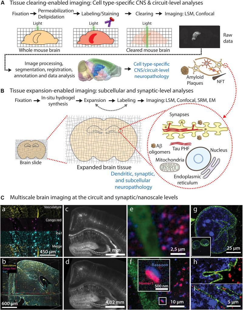 https://cdn.ncbi.nlm.nih.gov/pmc/blobs/eda8/7571329/3d434468efac/fnins-14-00914-g001.jpg