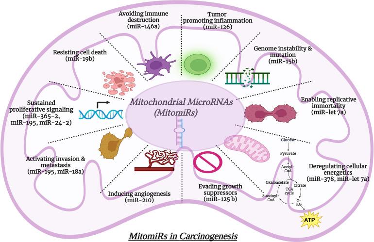 https://cdn.ncbi.nlm.nih.gov/pmc/blobs/edae/12144612/9acafbe025a7/OncolRes-33-55945-f006.jpg