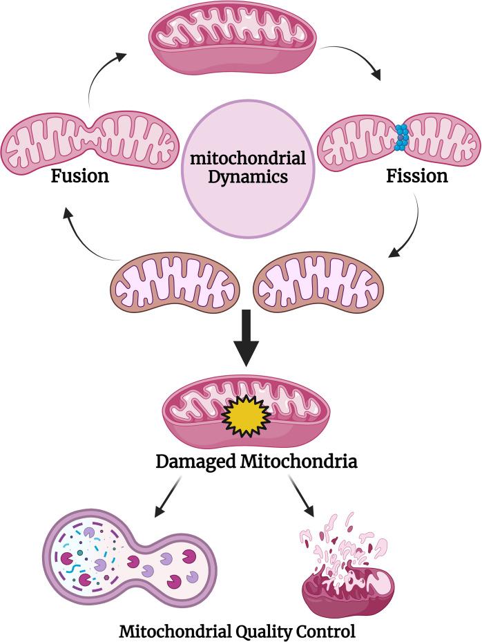 https://cdn.ncbi.nlm.nih.gov/pmc/blobs/edae/12144612/bf459c57af7e/OncolRes-33-55945-f004.jpg