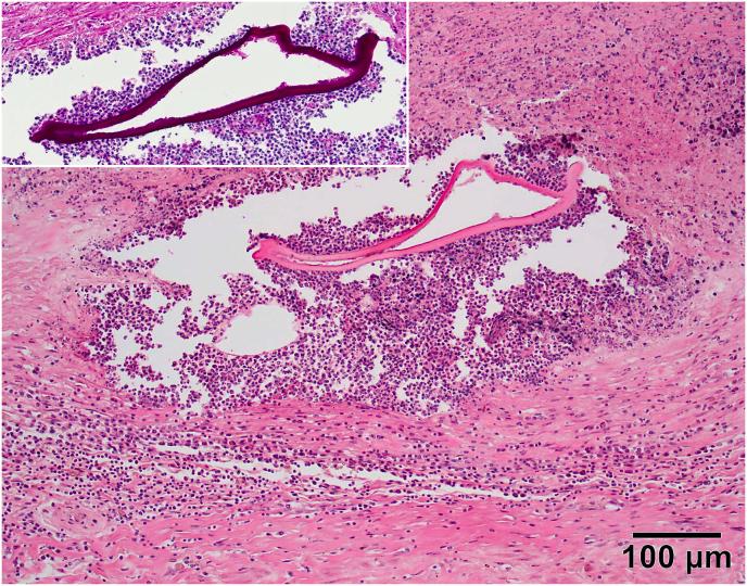 https://cdn.ncbi.nlm.nih.gov/pmc/blobs/edb0/10509565/c880716b392a/gr2.jpg