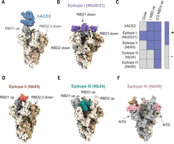 https://cdn.ncbi.nlm.nih.gov/pmc/blobs/edb1/7857400/62dda6fcd925/370_1479_F4.jpg