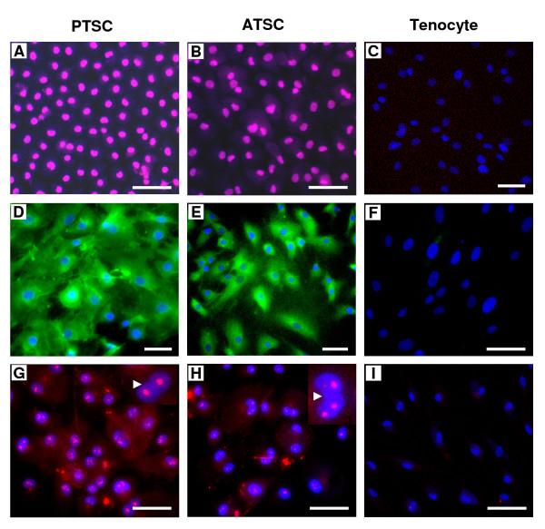 https://cdn.ncbi.nlm.nih.gov/pmc/blobs/edb3/2822826/162f339b7969/1471-2474-11-10-6.jpg