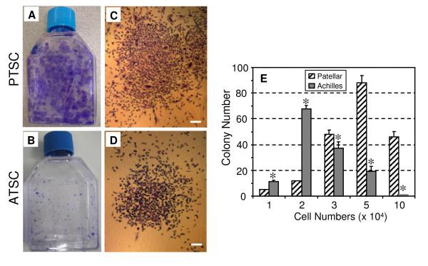 https://cdn.ncbi.nlm.nih.gov/pmc/blobs/edb3/2822826/4958d9bc86e9/1471-2474-11-10-1.jpg