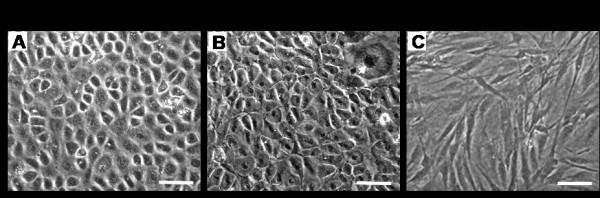 https://cdn.ncbi.nlm.nih.gov/pmc/blobs/edb3/2822826/60f532a58845/1471-2474-11-10-5.jpg