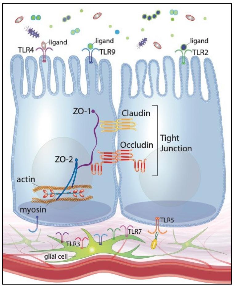 https://cdn.ncbi.nlm.nih.gov/pmc/blobs/edbb/8268081/121eaa3aa09c/ijms-22-06729-g001.jpg