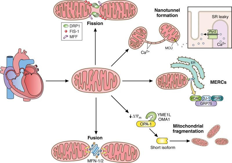 https://cdn.ncbi.nlm.nih.gov/pmc/blobs/edbf/11227307/17a15de2f7b3/res-135-372-g005.jpg