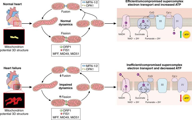https://cdn.ncbi.nlm.nih.gov/pmc/blobs/edbf/11227307/b9b0cbb90b37/res-135-372-g003.jpg