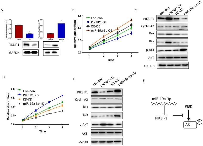 https://cdn.ncbi.nlm.nih.gov/pmc/blobs/edc1/7066004/744e5eaccf58/jcav11p2476g005.jpg