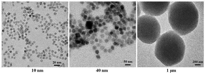 https://cdn.ncbi.nlm.nih.gov/pmc/blobs/edc2/11117552/23417113c934/biomolecules-14-00521-g008.jpg