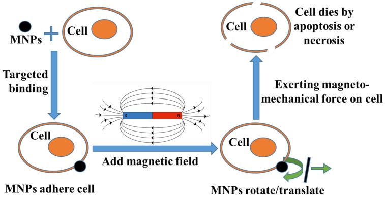 https://cdn.ncbi.nlm.nih.gov/pmc/blobs/edc2/11117552/309e97eb3f13/biomolecules-14-00521-g001.jpg