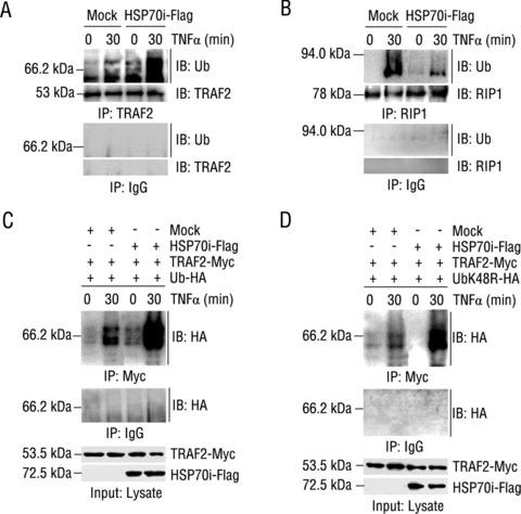 https://cdn.ncbi.nlm.nih.gov/pmc/blobs/edc2/3823468/0e154eb5212d/jcmm0014-0710-f4.jpg