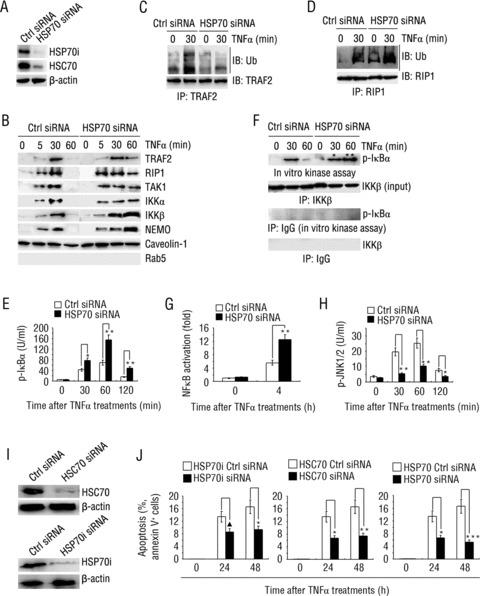 https://cdn.ncbi.nlm.nih.gov/pmc/blobs/edc2/3823468/9ba06f51449b/jcmm0014-0710-f7.jpg